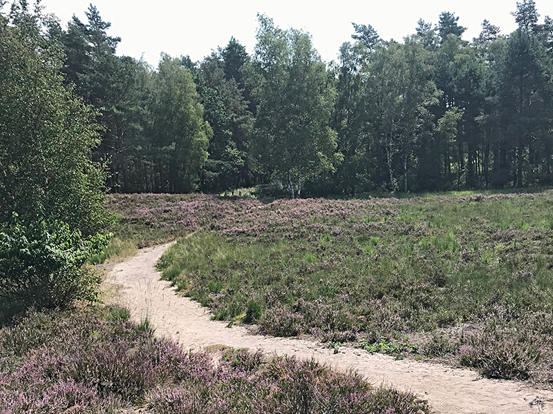 Radtour zur Heideblüte