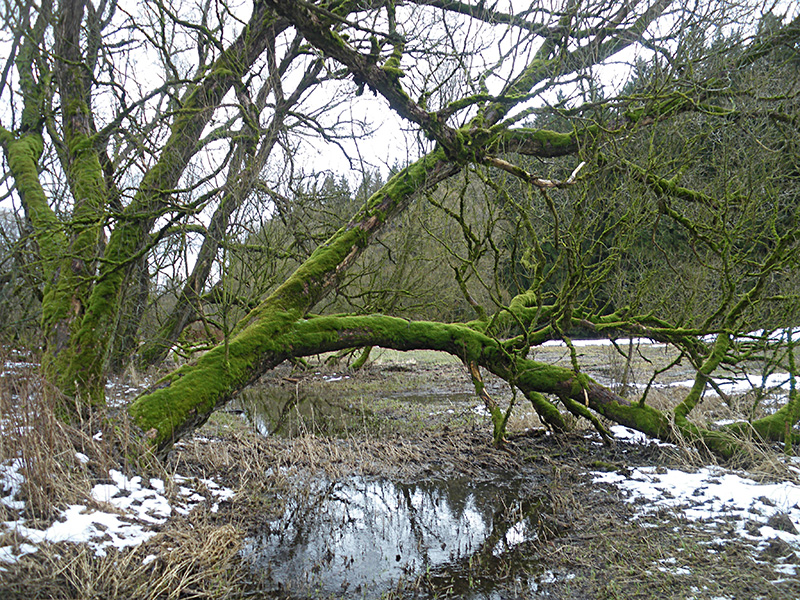 Winterwanderung 2020