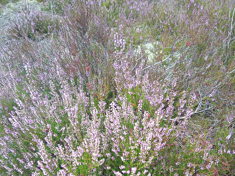 Radtour zur Heideblüte