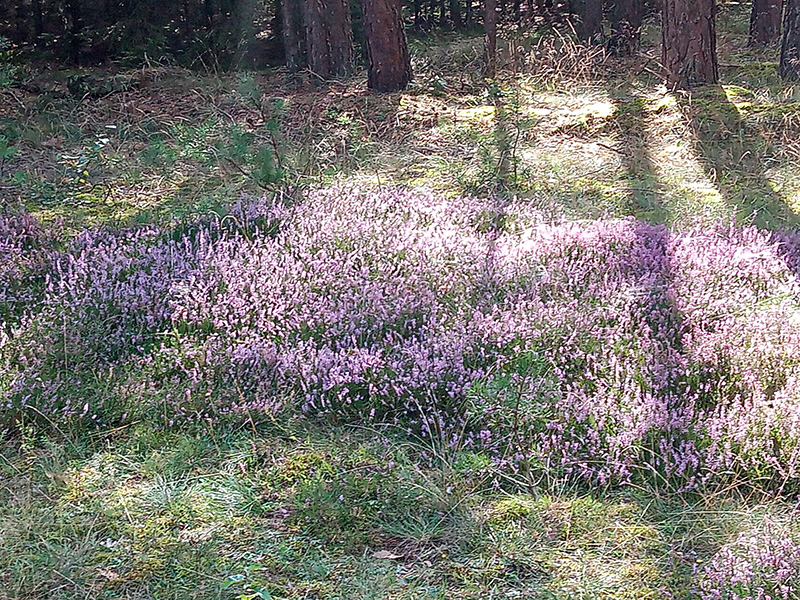 Radtour zur Heideblüte