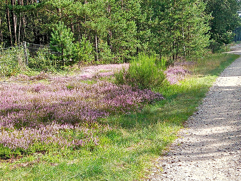 Radtour zur Heideblüte